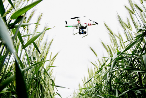 drone, agriculture, India