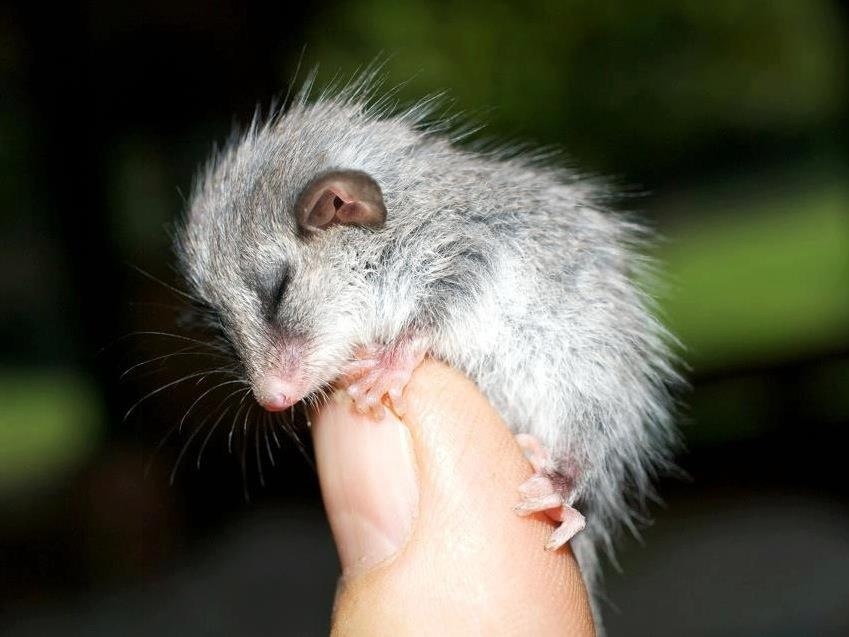 New Zealand to kill possums