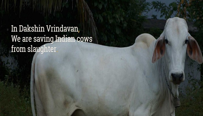 Dakshin Vrindavan , cow sanctuary, Kerala, West Bengal, Hindus eat beef, Palakkad, Communist violence, Ashwin Sampatkuamran