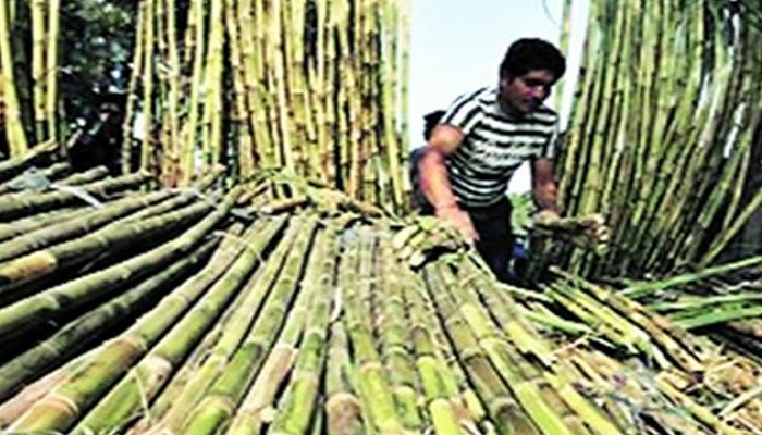 sugar exports , Sugarcane, India