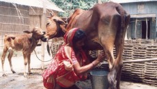 Bangladesh, cow slaughter, Hindu Temple, Eid, Hindus, Hindu community