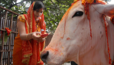 cow burps, Cows, New Zealand, Hindus