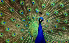 Peacock, Peafowl Management Plan, ACT,Australian Capital Territory, Rajan Zed, Hindus, Hinduism