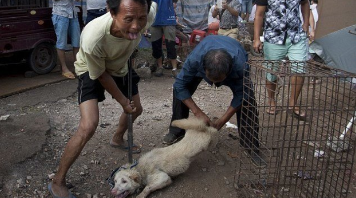 Yulin, Anti Fur Society, Dog meat, Cat killing, China, Bhagavad Gita, Nagaland, Hindus, Hinduism, India