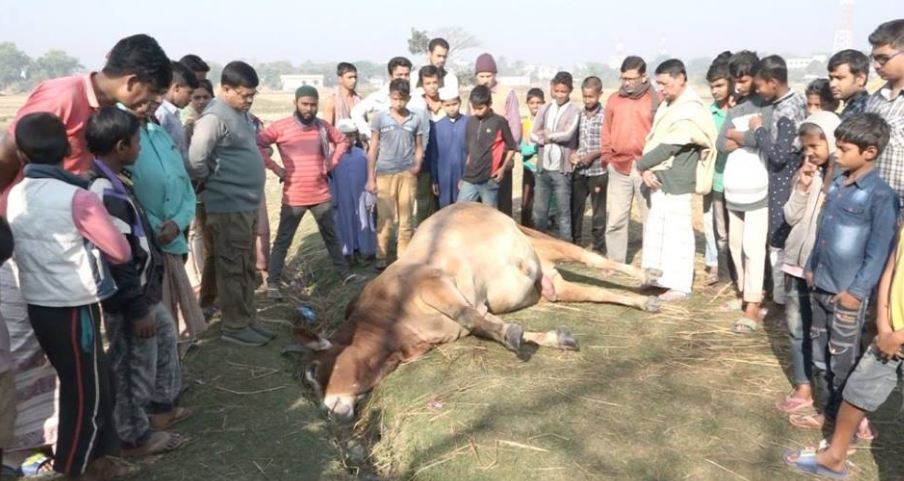 Bull, Ox, Diwali, 2016, Bangladesh, Kal Bhairo Mandir, Brahmanbaria district , Hindus, Hinduism, Temple,
